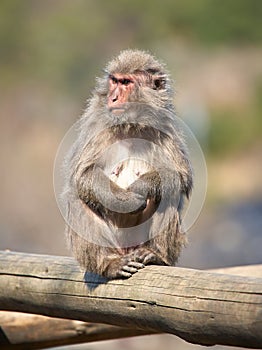 Japanese macaque