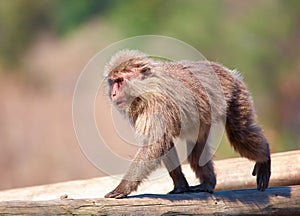 Japanese macaque