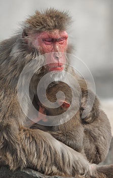 Japanese Macaque (Macaca fuscata) Mother and Baby photo