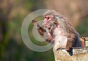 Japanese macaque
