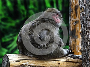 Japanese macaque male on the beam 2