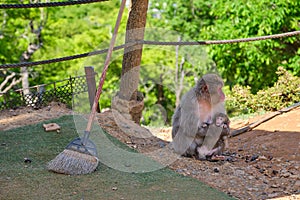 Japanese Macaque mom with her scared baby at Arashiyama Monkey Park Iwatayama.