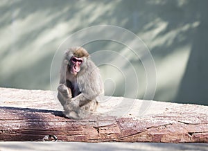 Japanese macaque monkey