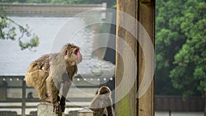 Japanese macaque monkey with her child holding on.