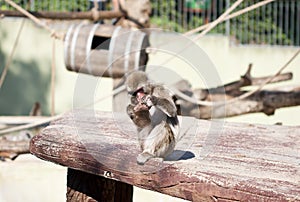 Japanese macaque monkey playing with his own foot