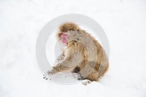 Japanese macaque or monkey searching food in snow