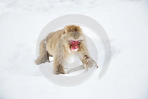 Japanese macaque or monkey searching food in snow