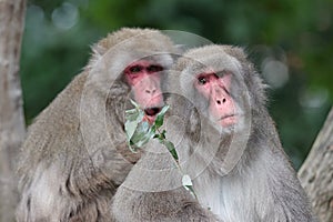 Japanese Macaque monkeys