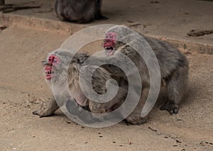 Japanese Macaque monkeys fight on a dusty road in Kyoto, Japan