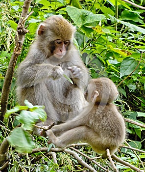 Japanese Macaque Mother and Baby