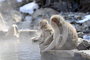 Japanese macaque mother and child