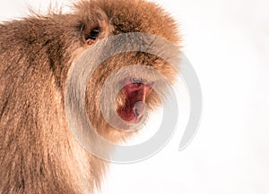 Japanese macaque photo