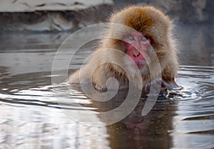 Japanese macaque photo