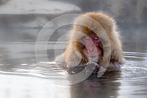 Japanese macaque photo