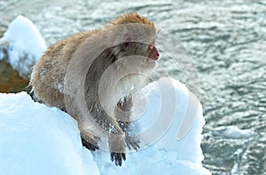 Japanese macaque near natural hot spring.