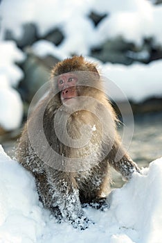 Japanese macaque near natural hot spring.