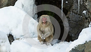 Japanese macaque near the natural hot springs. The Japanese macaque ( Scientific name: Macaca fuscata), also known as the snow