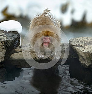 Japanese macaque near natural hot springs. Scientific name: Macaca fuscata.