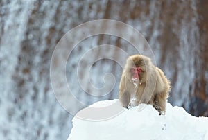 Japanese macaque near the natural hot springs. The Japanese macaque ( Scientific name: Macaca fuscata), also known as the snow