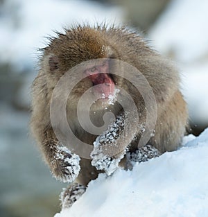 Japanese macaque near the natural hot springs. The Japanese macaque ( Scientific name: Macaca fuscata), also known as the snow