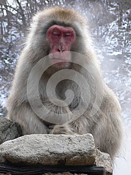 Japanese Macaque relaxing