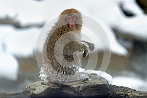 Japanese macaque. Scientific name: Macaca fuscata, also known as the snow monkey. Winter season. Natural habitat