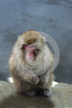 Japanese macaque. Scientific name: Macaca fuscata, also known as the snow monkey. Winter season. Natural habitat. Japan