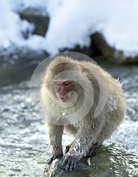 Japanese macaque. Scientific name: Macaca fuscata, also known as the snow monkey. Winter season. Natural habitat. Japan