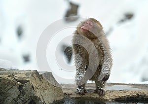 Japanese macaque shakes water from the wool on the shore of hot natural springs.