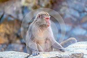 Japanese macaque sitting on a rock and looking afar with blurry background