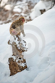 Japanese Macaque sitting on a snag.