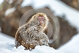 Japanese macaque sitting in the snow. Japan.