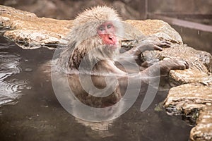 Japanese Macaque snow monkey