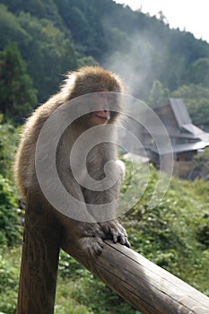 Japanese macaque snow monkey on beam