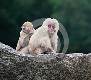 Japanese Macaque or Snow Monkey Grooming