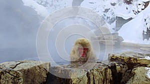 Japanese macaque or snow monkey in hot spring