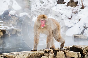 Japanese macaque or snow monkey in hot spring