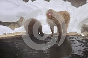 Japanese macaque snow monkey at the hot spring at Jigokudani Monkey Park in Japan