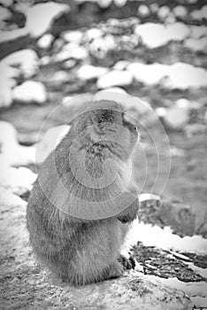 Japanese macaque snow monkey at Jigokudani Monkey Park in Japan