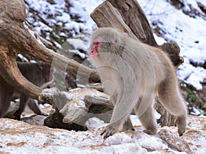 Japanese macaque snow monkey at Jigokudani Monkey Park in Japan