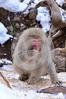 Japanese macaque snow monkey at Jigokudani Monkey Park in Japan