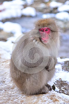 Japanese macaque snow monkey at Jigokudani Monkey Park in Japan