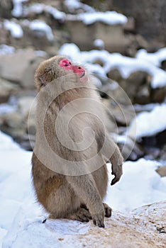 Japanese macaque snow monkey at Jigokudani Monkey Park in Japan