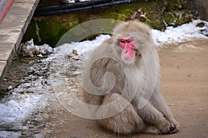 Japanese macaque snow monkey at Jigokudani Monkey Park in Nagano in Japan