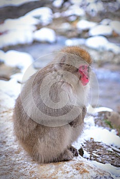 Japanese macaque snow monkey at Jigokudani Monkey Park in Nagano in Japan