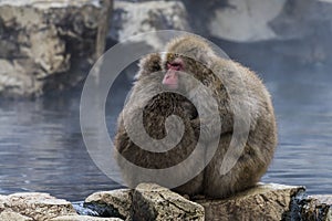 Japanese macaque or snow monkey, Macaca fuscata, sitting on rock of hot spring, holding each other to keep warm. Joshinetsu-Koge