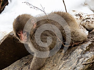 Japanese macaque snow monkey playing 3