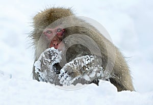 Japanese macaque on the snow. Snow monkey. The Japanese macaque  Scientific name: Macaca fuscata, also known as the snow monkey photo