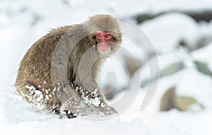 Japanese macaque on the snow near natural hot springs. The Japanese macaque ( Scientific name: Macaca fuscata), also known as the