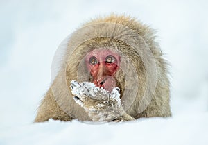 Japanese macaque on the snow. Winter season.  The Japanese macaque  Scientific name: Macaca fuscata, also known as the snow